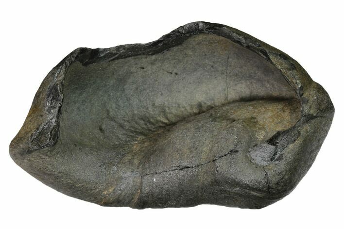 Fossil Whale Ear Bone - Miocene #144913